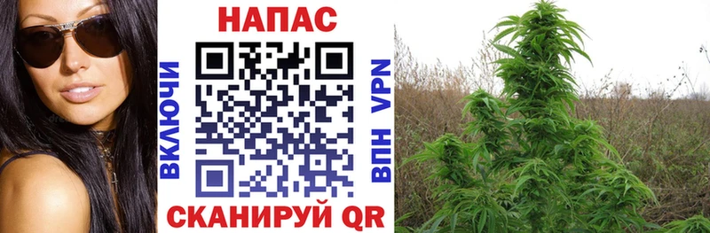 Купить Ишимбай Конопля MAZAR